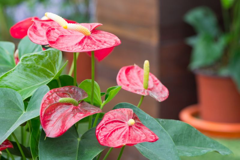 Anthurium Planting