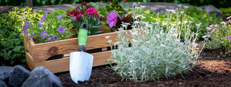 Anthurium Planting detail